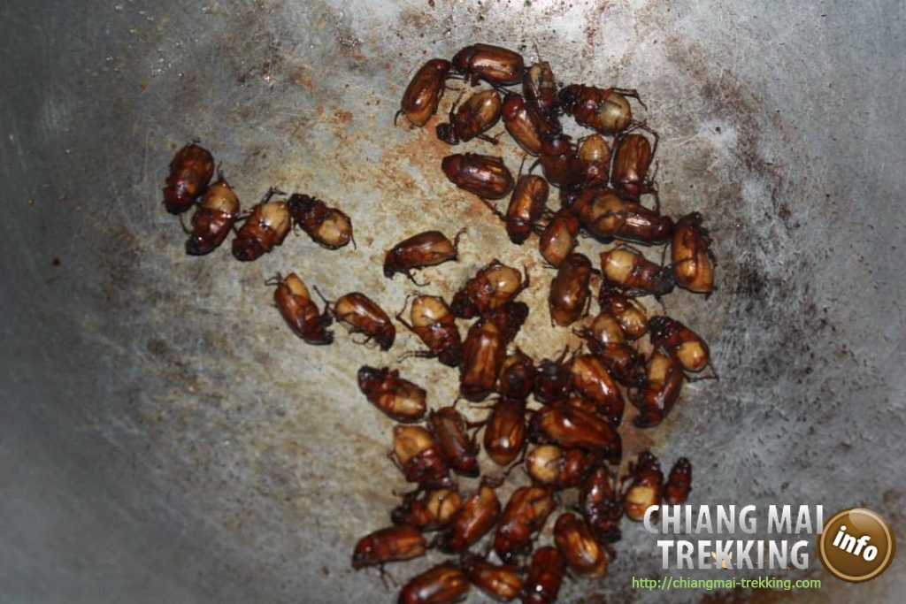 3-days/2-nights Trekking Tour | Chiang Mai Trekking | Le meilleur trekking &agrave; Chiang Mai avec Piroon Nantaya